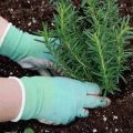 Ako pestovať a starať sa o rozmarín vonku v Rostovskom regióne