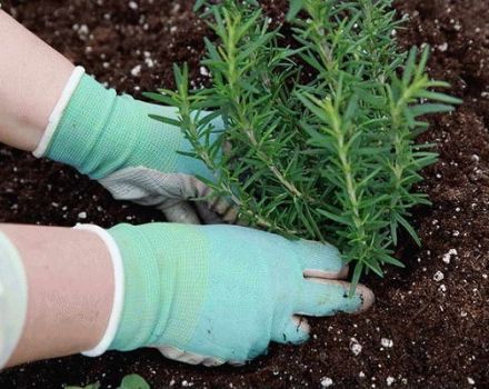 How to grow and care for rosemary outdoors in the Rostov region