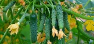 Beschrijving van Patti-komkommers, hun kenmerken en teelt