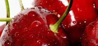 Description and characteristics of sweet cherry varieties Prjuda, Evans Bali, Cinderella and Sevastyanovskaya