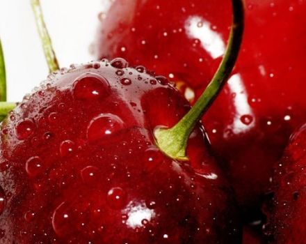 Description and characteristics of sweet cherry varieties Prjuda, Evans Bali, Cinderella and Sevastyanovskaya