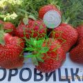 A Borovitskaya eper leírása és jellemzői, termesztése és szaporítása