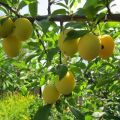 Opis najlepszych odmian śliwki wiśniowej dla regionu moskiewskiego, sadzenia, uprawy i pielęgnacji