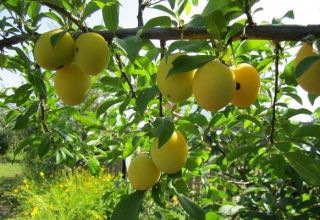 Description of the best varieties of cherry plum for the Moscow region, planting, growing and care