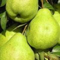 Description and characteristics of the August dew pear variety, ripening time, planting and care