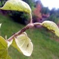 Hvilke kemiske og folkemæssige retsmidler at sprøjte et æbletræ for at slippe af med myrer