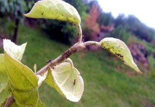 Milyen vegyi és népi gyógyszerekkel almafát lehet permetezni a hangyák megszabadulására