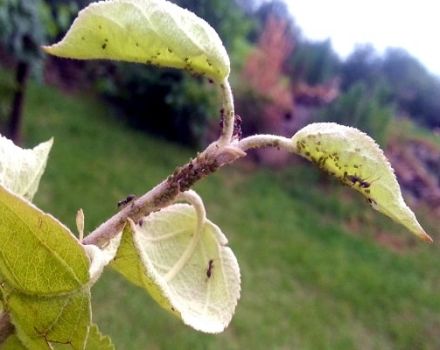 Koji kemijski i narodni lijekovi za prskanje stabla jabuke kako bi se riješili mrava