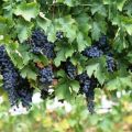 Piantare e prendersi cura dell'uva in Siberia, scegliere una varietà e uno schema di crescita per principianti