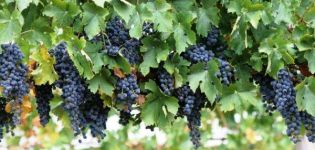 Planting and caring for grapes in Siberia, variety selection and growing scheme for beginners
