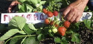 Paglalarawan at katangian ng mga strawberry varieties Garland, planting at pangangalaga
