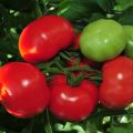 Revisione delle migliori varietà di pomodori precoci, come e quando piantarle