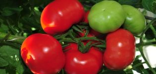 Revisione delle migliori varietà di pomodori precoci, come e quando piantarle