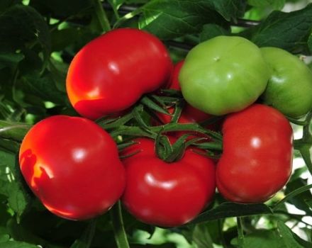 Recenze nejlepších raných odrůd rajče, jak a kdy je vysadit