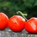 Descripción de la variedad de tomate Heart Kiss, características de cultivo y rendimiento.