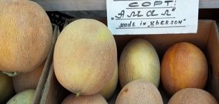 Beskrivelse af sorten Amal melon, plantning og dyrkning