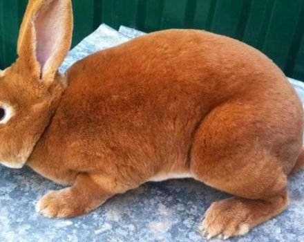 TOP 6 Rassen von roten Kaninchen und wie man ein Haustier auswählt, Regeln für Wartung und Pflege