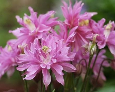 Description of varieties and types of terry aquilegia, planting and care rules