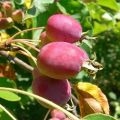 A kínai almafák fajtáinak és fajtáinak leírása, ültetési és gondozási szabályok, termesztési régiók