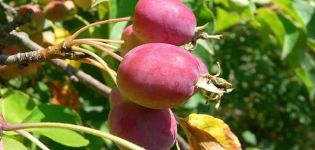 Descrizione delle varietà e varietà di meli cinesi, regole di piantagione e cura, regioni in crescita