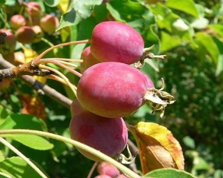 Opis odmian i odmian chińskich jabłoni, zasady sadzenia i pielęgnacji, regiony upraw