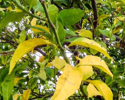 Por qué las hojas de manzana pueden volverse amarillas y secas, qué hacer y cómo tratar