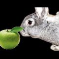 กระต่ายสามารถให้แอปเปิ้ลได้หรือไม่และวิธีที่ถูกต้อง