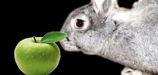 Can rabbits be given apples and how is it right