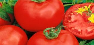 Descripción de la variedad de tomate Altai Red y sus características.