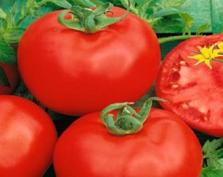 Descripción de la variedad de tomate Altai Red y sus características.