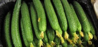 Teelt en beschrijving van de variëteit van komkommer Chinese slang