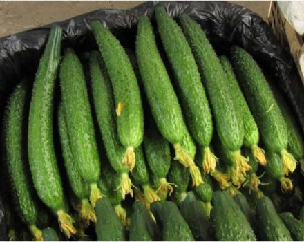 Teelt en beschrijving van de variëteit van komkommer Chinese slang