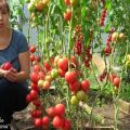 I consigli di Tatiana per la raccolta dei pomodori, quando e come seminare i pomodori