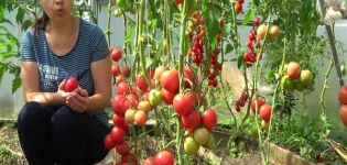 Tatiana's tips for harvesting tomatoes, when and how to sow tomatoes