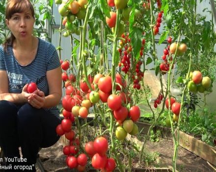 Tatianas Tipps für den Erntegarten, wann und wie man Tomaten sät