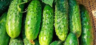 Description of the Trilogi cucumber variety, features of cultivation and care