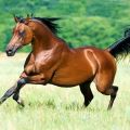 Descripción de los caballos árabes de pura raza y reglas para cuidarlos.