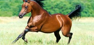Description of purebred Arabian horses and rules for caring for them
