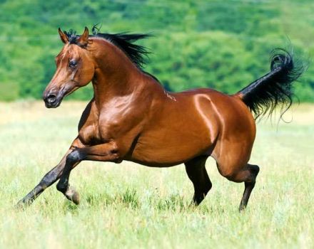 Tīršķirnes arābu zirgu apraksts un to kopšanas noteikumi