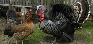 Je možné chovat domácí kuřata a krůty pohromadě