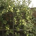 Kuvaus Moskovan omenalajikkeesta myöhemmin, lajikkeen ja hedelmien ominaisuudet, kukinnan ja kypsymisen ajoitus