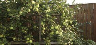 Descripció de la varietat de poma de Moscou més tard, característiques de la varietat i fruites, moment de la floració i maduració