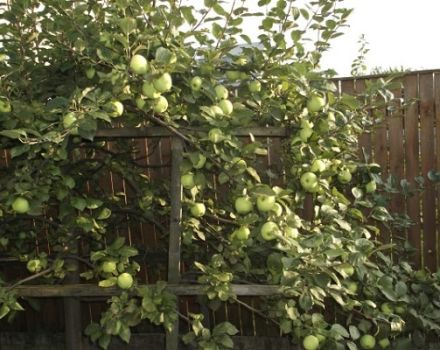 Moskova elma çeşidinin daha sonra tanımı, çeşitlerin ve meyvelerin özellikleri, çiçeklenme ve olgunlaşma zamanlaması