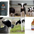 What vitamins do calves need and how to give it correctly, intake rates