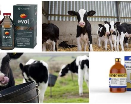 Di quali vitamine hanno bisogno i vitelli e come somministrarle correttamente, tassi di assunzione