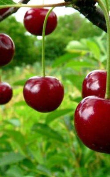 Paglalarawan ng Ashinskaya cherry iba't-ibang at mga katangian ng fruiting, planting at pangangalaga