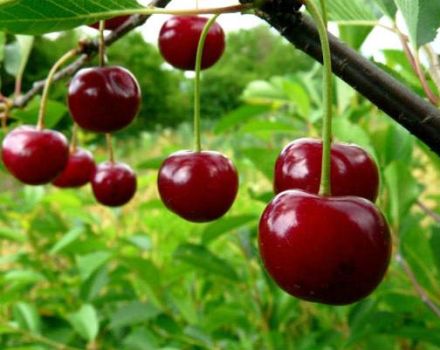 Descripción de la variedad de cereza Ashinskaya y características de fructificación, plantación y cuidado.