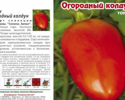 Pomidorų veislės sodo burtininkas aprašymas, jo savybės ir produktyvumas