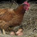 عندما يبدأ الدجاج في وضع البيض في المنزل ومدة إنتاج البيض