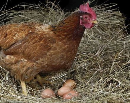 Wenn Hühner zu Hause liegen und die Dauer der Eierproduktion